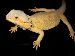 Colourdragons. at - Bartagamen, Zubehör, Terrarientechnik, Terras abzugeben