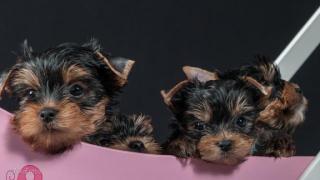 Yorkshire Terrier Welpen aus seriöser Zucht