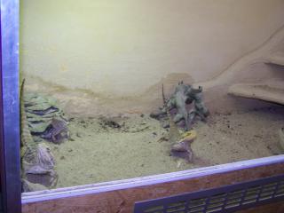3 bartis mit grossem terrarium
