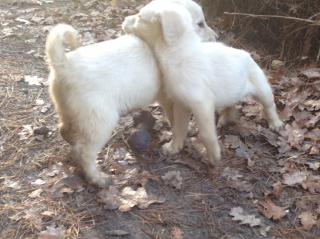 Neuheit Pudel X Labrador - Labradoodle Welpen