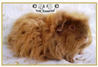 1, 1 Sheltie und Merino