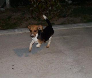 Beagle Rüde