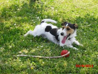 Parson Russell Terrier