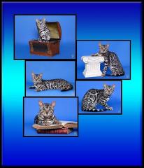 Silber Bengalkatze Patch of Heaven