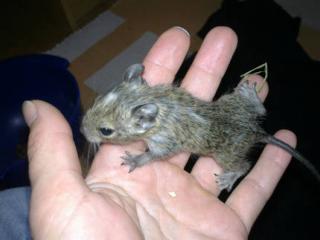 Degu-Nachwuchs weiblich Schecke Agouti abzugeben