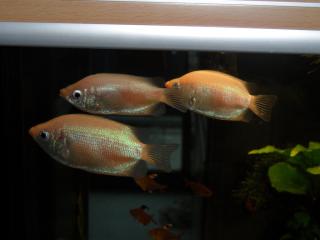 Küssender Gurami. Helostoma temminckii .