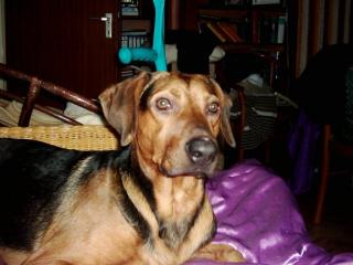 DRINGEND - private Betreungsstelle für meine 2 Hunde gesucht