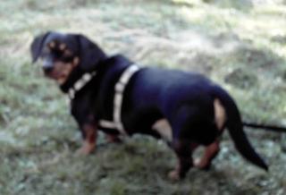 DRINGEND - private Betreungsstelle für meine 2 Hunde gesucht