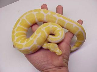 Verkaufe 2 Albino Königspyhtons mit terrarium