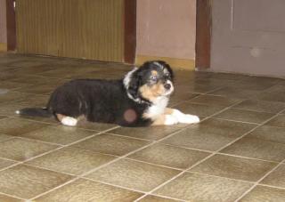 Collie / Hovawart / Australian Shepherd Welpen