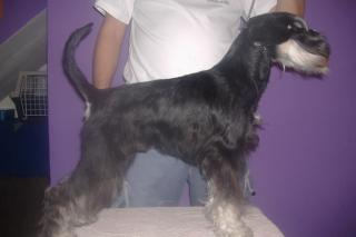 Miniature Schnauzer junger Ruede zu verkaufen