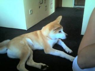 Verkaufe reinrassigen akita inu rüden