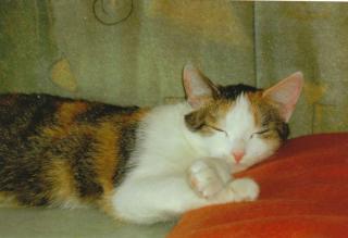 Liebes zu Hause gesucht