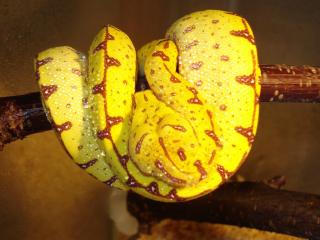 Morelia viridis