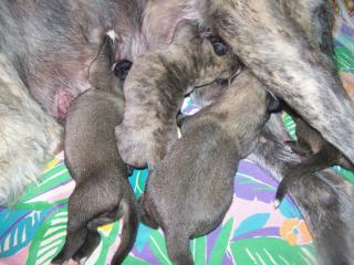 Irish Wolfhound Welpen