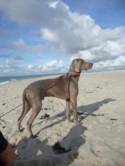 Weimaraner Rüde 3 Jahre alt