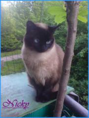 Suche liebe Katze ab 5 Jahre als Zweitkatze -
