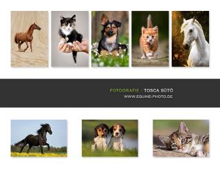 Hunde-Fotos - Aktionstage 2021 in Berlin und Brandenburg