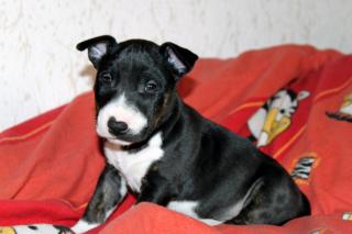 Unsere Miniatur Bullterrierwelpen haben das Licht der Welt erblickt