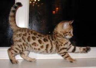 Bengal kitten reinrassig