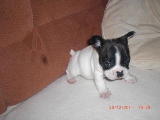 Französische Bulldogge Welpen Blauträger