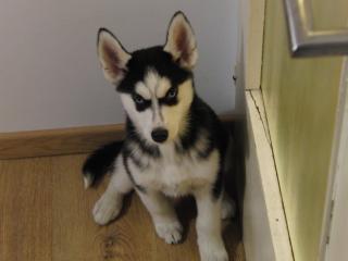 Reinrassige Sibirien Huskywelpen