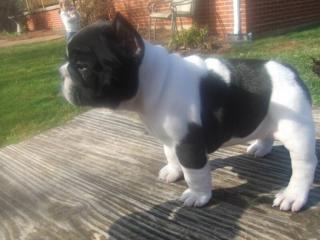 Französische Bulldoggen Babys bald zur Abgabe bereit