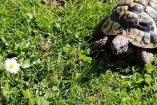 Suche weibliche Griechische Landschildkröte