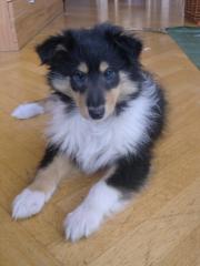 2 englische Colliewelpen 1 Rüde und 1 Hündin München, Deutscher Bayern Club