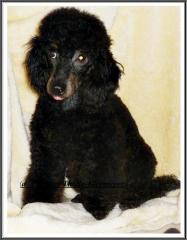 Kleinpudelrüdenjunghund black-tan, Papiere