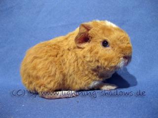 Meerschweinchen abzugeben
