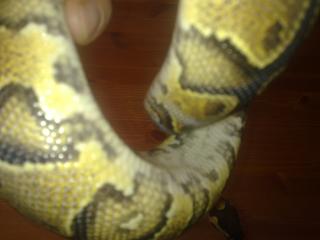 1. 0 und 0. 1 Yellow Belly 100 HET IVORY KÖNIGSPYTHON DNZ 010