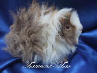 Lunkarya-Meerschweinchen