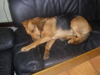 Schäferhund Beagle Mix 3 Jahre Rüde