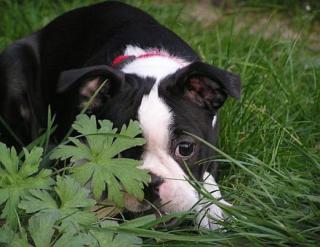 Süßer Boston Terrier welpen