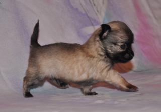 Fantastische, superkleine LH Chihuahuawelpen
