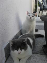 2 BKH Kater suchen ein neues Zuhause