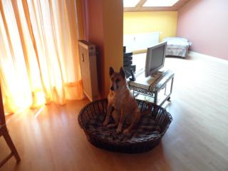 Ich bin Sandy und zuche ein gutes zuhause