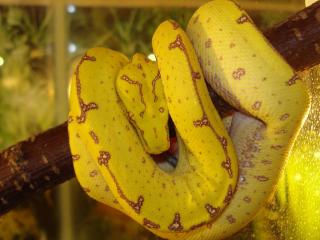 Morelia viridis Sorong