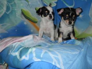 Chihuahua, mannlich, tricolor
