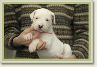 Dogo Argentino Welpen