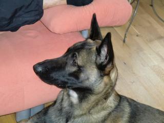 Belgischer Schäferhund Rüde Malinios
