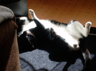 Hilfe Kater Timon sucht dringend neues zuhause
