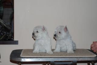 West Highland Terrier Westi