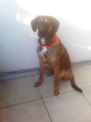 Boxer Labrador sucht liebevolles ZUHAUSE