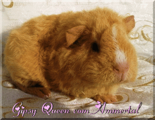 2 Rex Meerschweinchen suchen ein neues Zuhause
