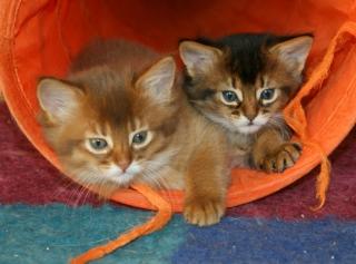 Somali-Kitten in wildfarben und sorrel