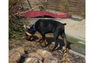 Dobermann Welpen aus gesunder Zucht mit Papieren