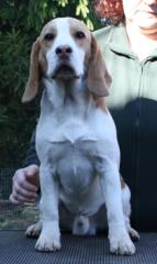 Verkaufe Beagle - Rüde mit VDH - Papieren