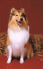 Collie-Rüde in liebevolle Hände abzugeben